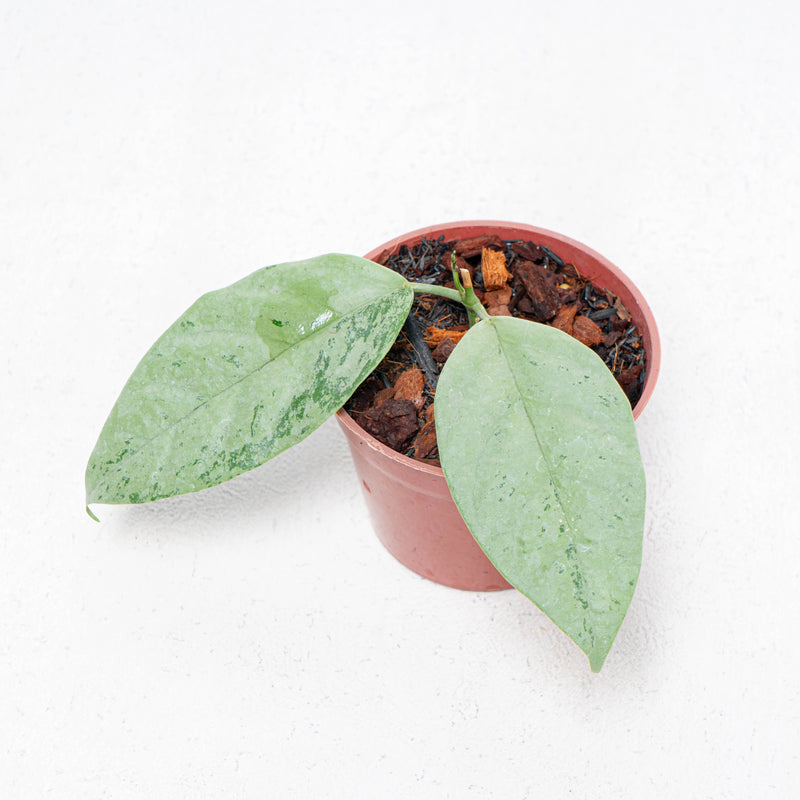 Hoya Coriacea Silver