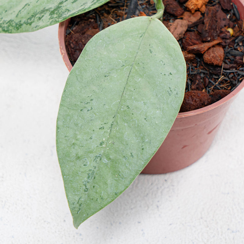 Hoya Coriacea Silver