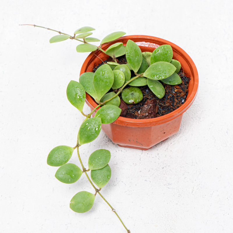 Hoya New SP Sulawesi