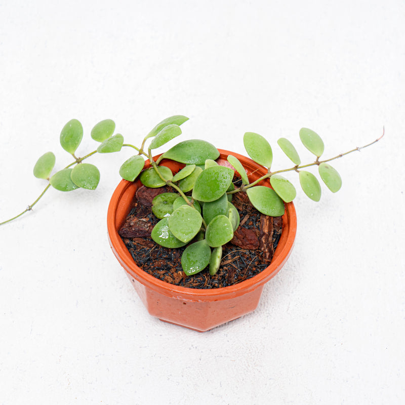 Hoya New SP Sulawesi