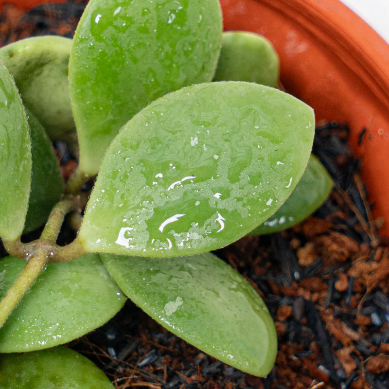 Hoya New SP Sulawesi