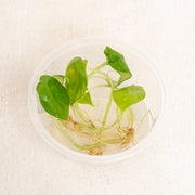 Tissue Culture - Alocasia dragon scale