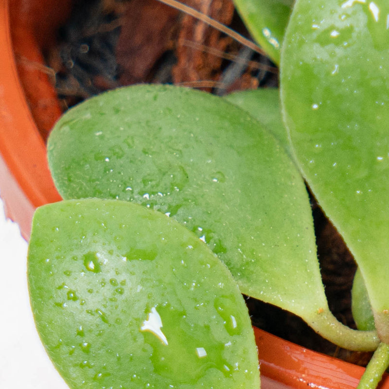 Hoya New SP Sulawesi