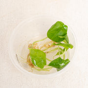 Tissue Culture - Alocasia dragon scale