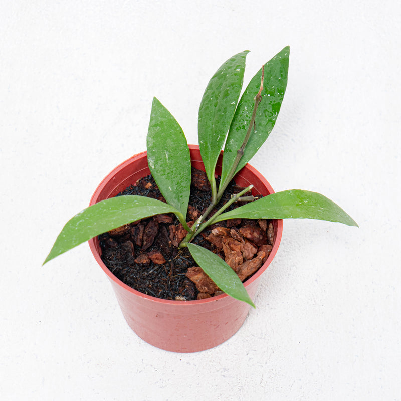 Hoya Sulawesiana Small Leaf