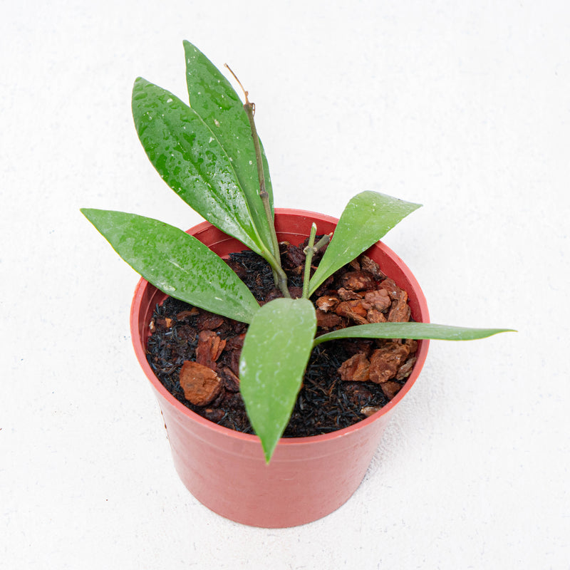 Hoya Sulawesiana Small Leaf