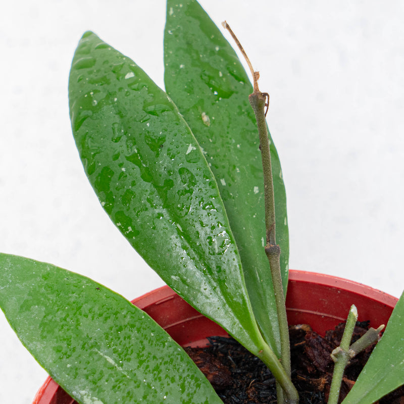 Hoya Sulawesiana Small Leaf