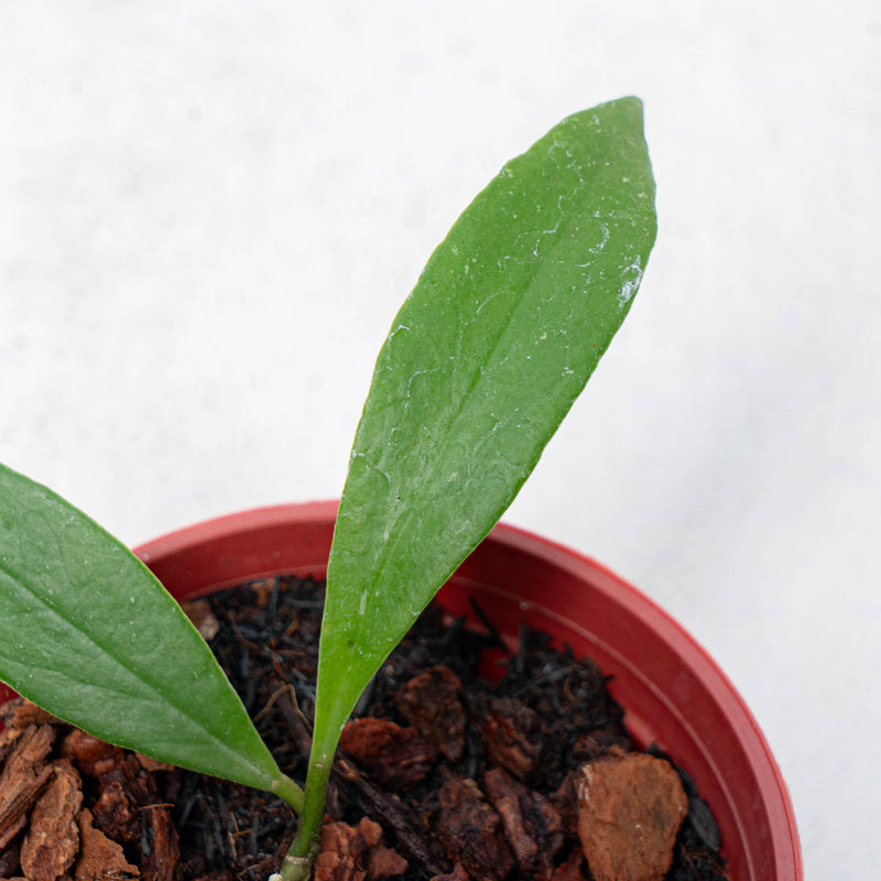 Hoya Sulawesiana Small Leaf