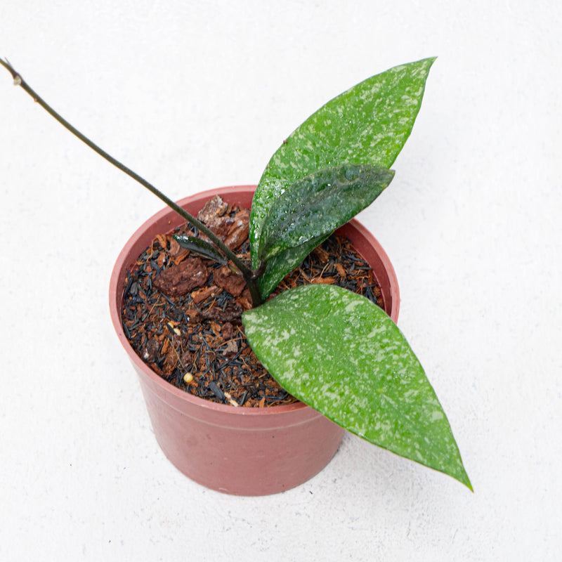 Hoya Rundumensis Splash