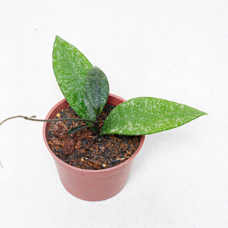 Hoya Rundumensis Splash