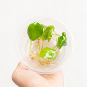 Tissue Culture - Alocasia dragon scale