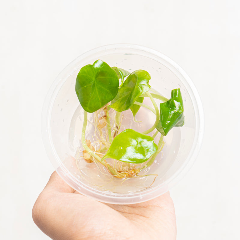 Tissue Culture - Alocasia dragon scale