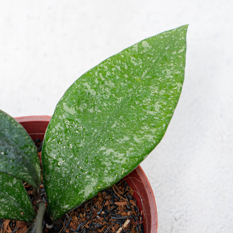 Hoya Rundumensis Splash