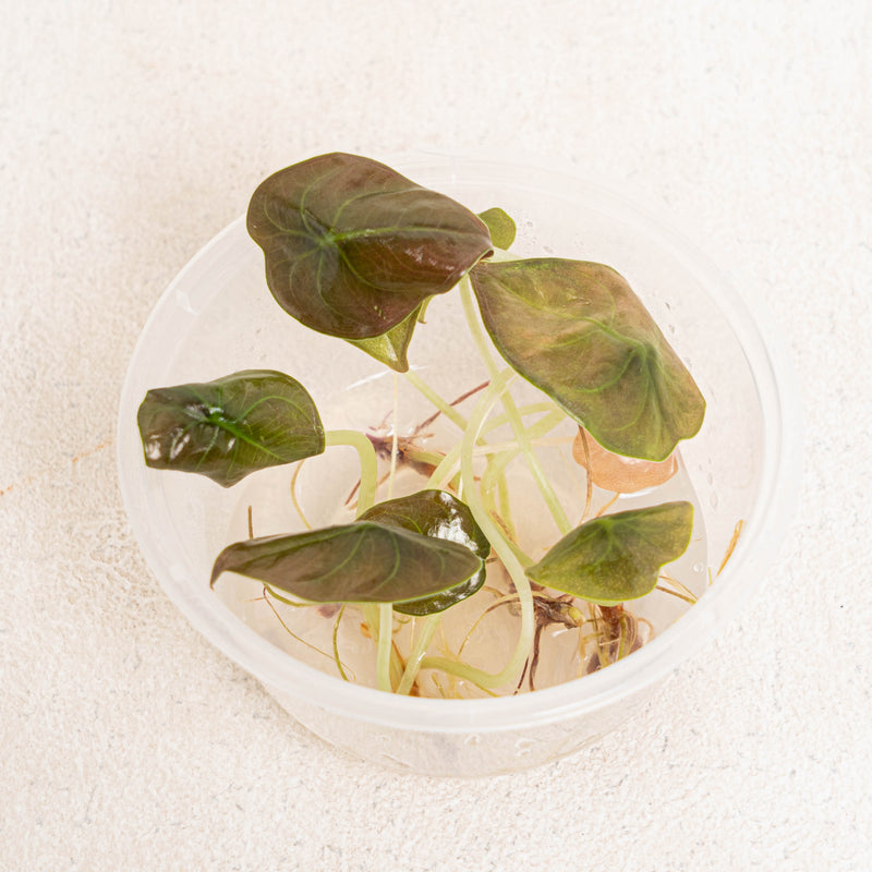Tissue Culture - Alocasia Cuprea