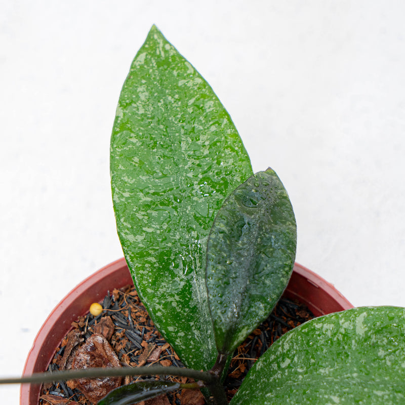 Hoya Rundumensis Splash