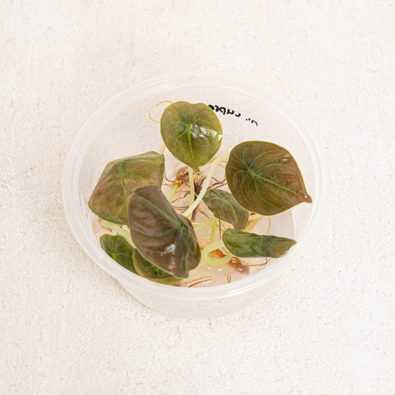 Tissue Culture - Alocasia cuprea