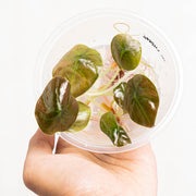 Tissue Culture - Alocasia cuprea