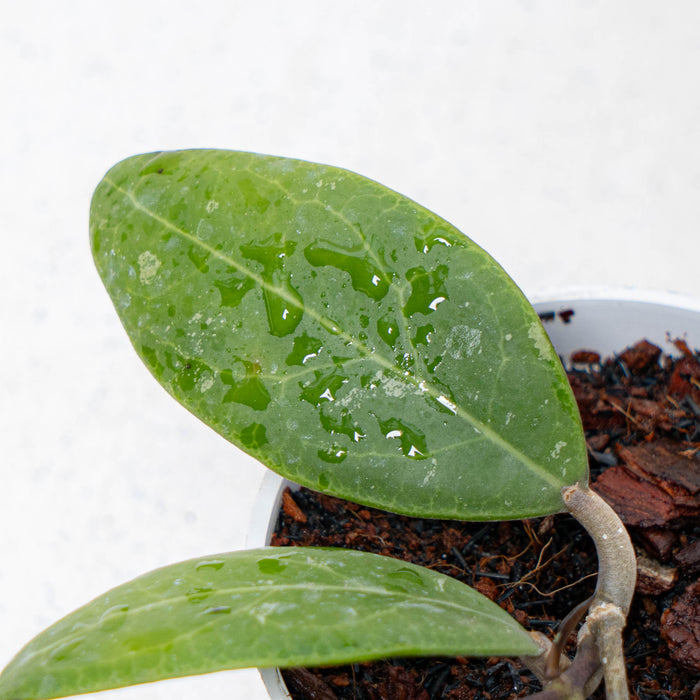 Hoya Rintzii Borneo