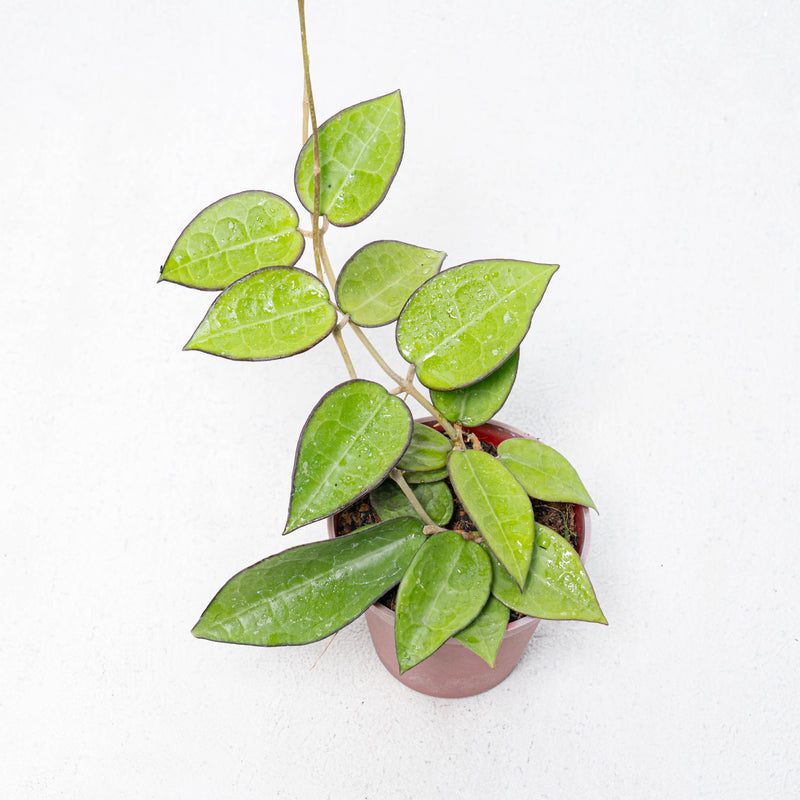 Hoya Verticilata MA07