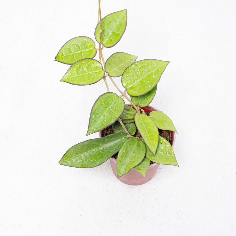 Hoya Verticilata MA07