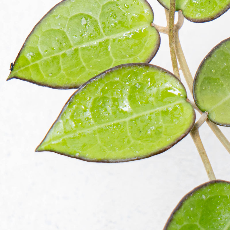 Hoya Verticilata MA07