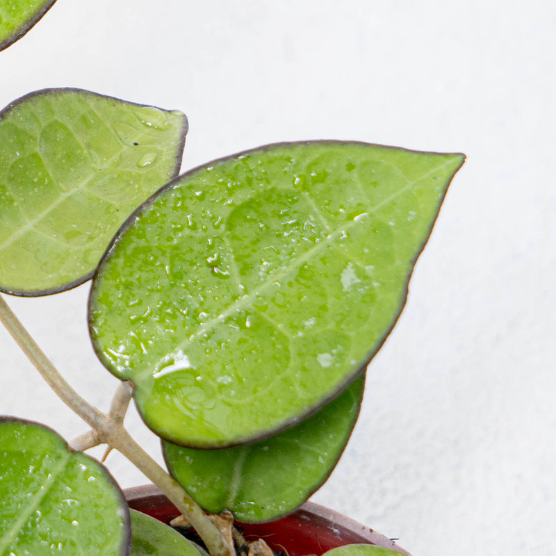 Hoya Verticilata MA07
