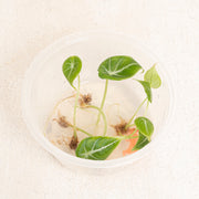 Tissue Culture - Alocasia black velvet