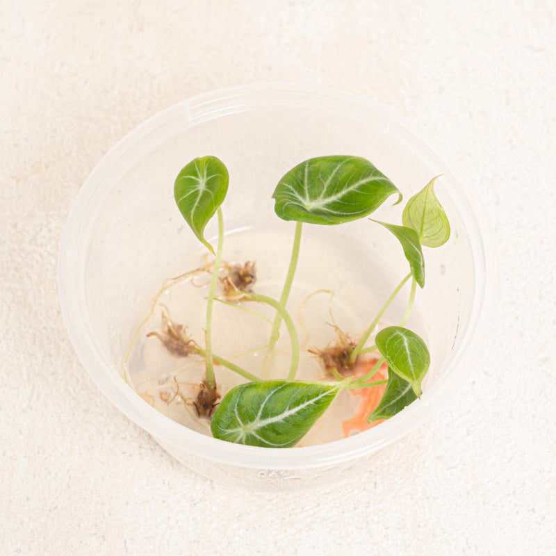 Tissue Culture - Alocasia black velvet