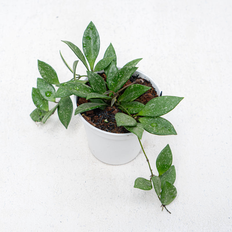 Hoya SP Cianjur Splash