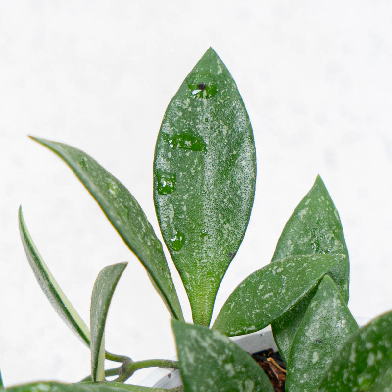 Hoya SP Cianjur Splash