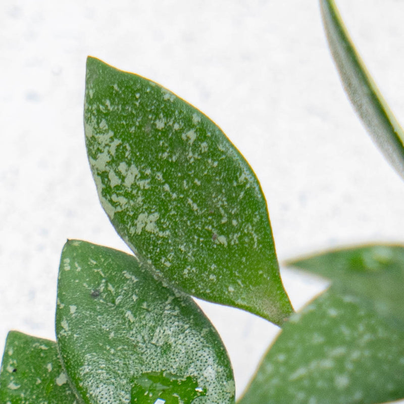 Hoya SP Cianjur Splash