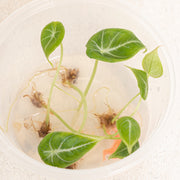 Tissue Culture - Alocasia black velvet