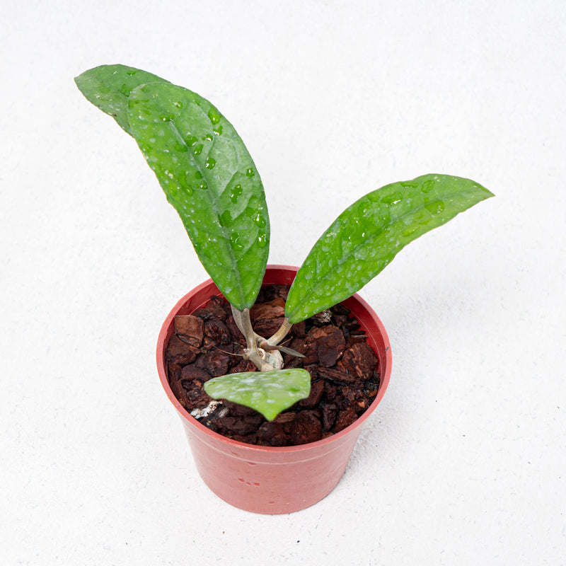 Hoya Fauziana SP Kalbar