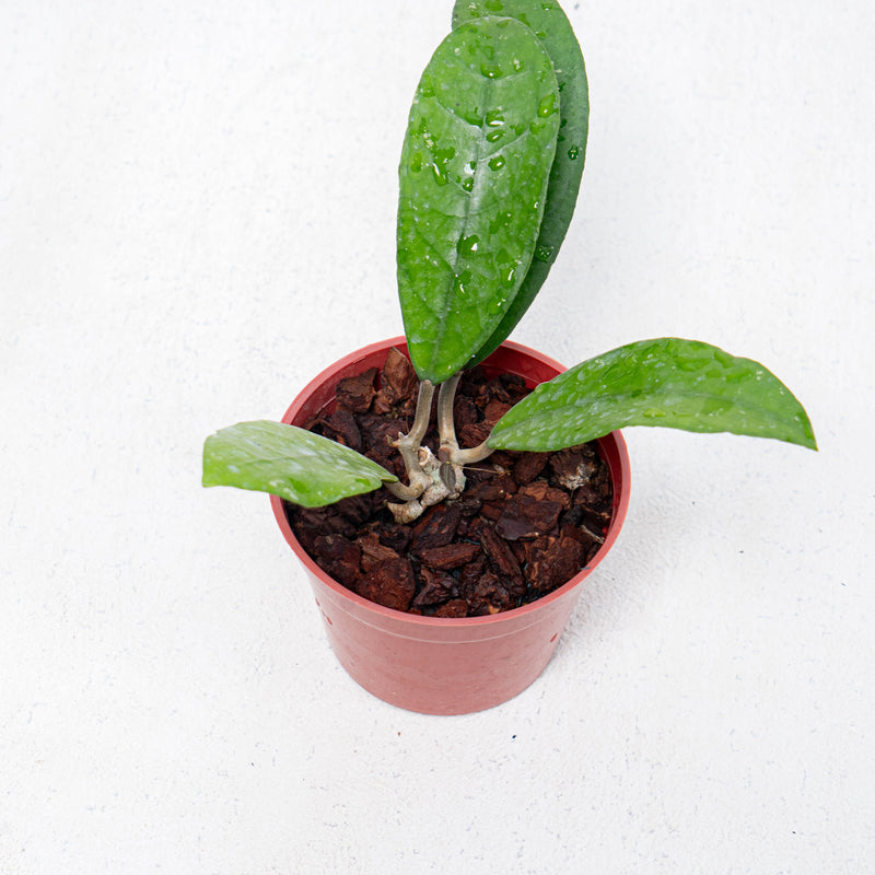 Hoya Fauziana SP Kalbar