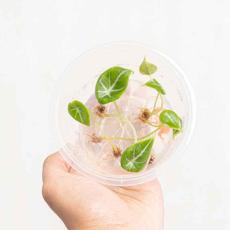 Tissue Culture - Alocasia black velvet