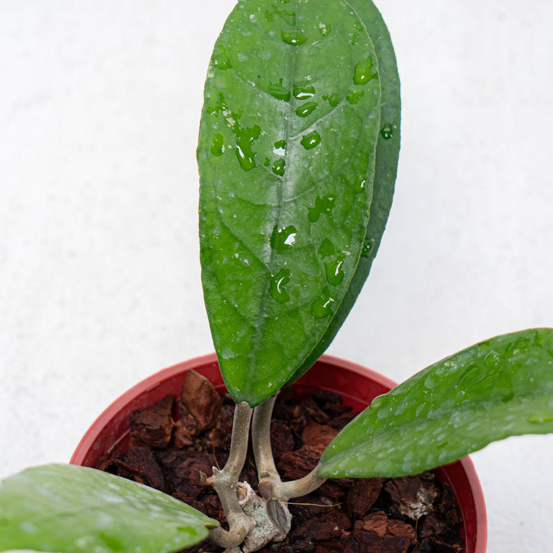 Hoya Fauziana SP Kalbar