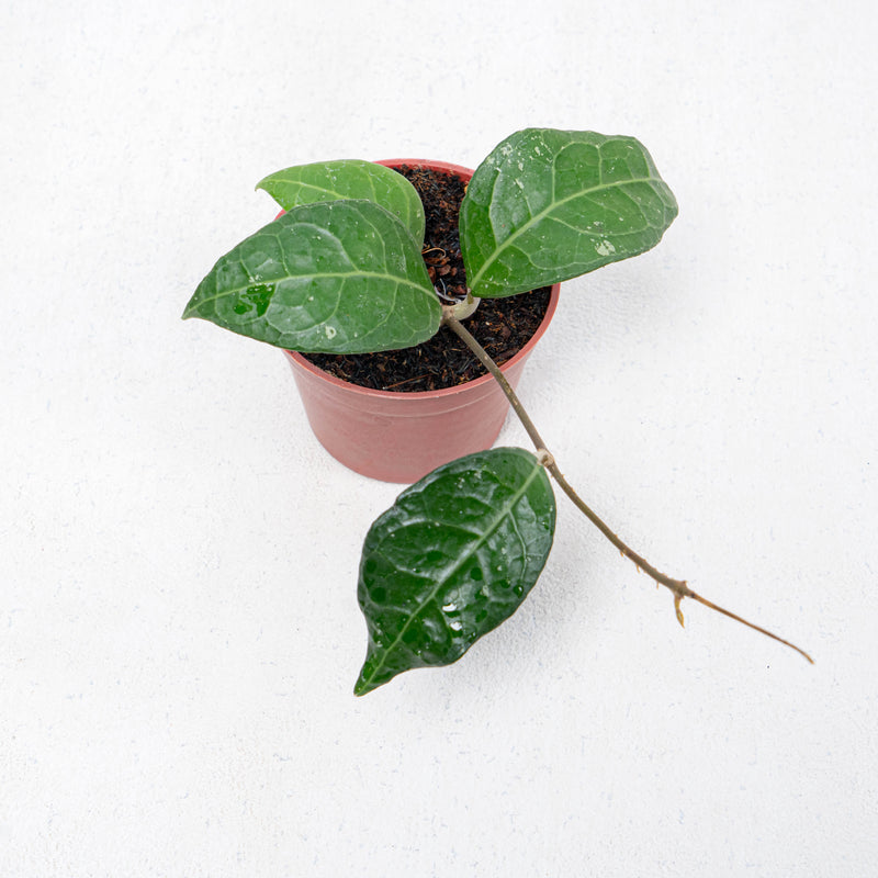 Hoya Verticilata Lampung