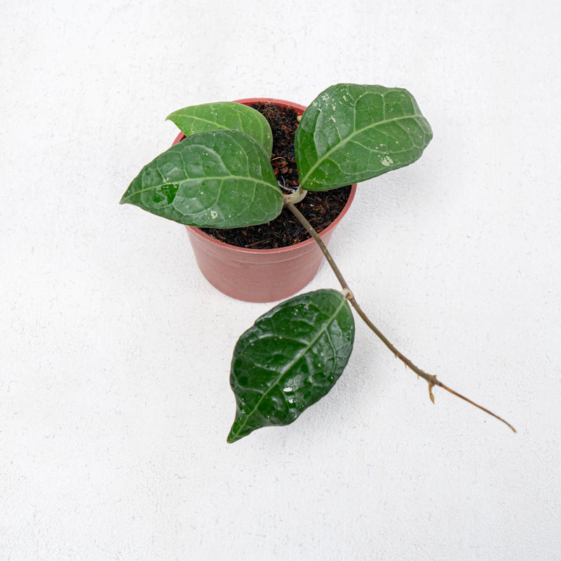 Hoya Verticilata Lampung