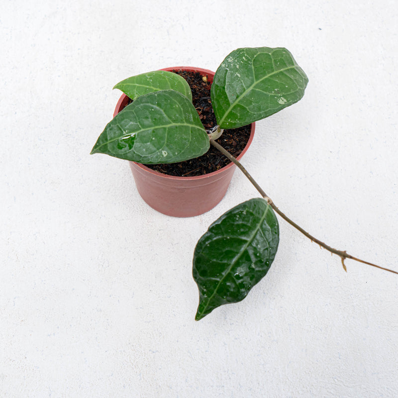 Hoya Verticilata Lampung