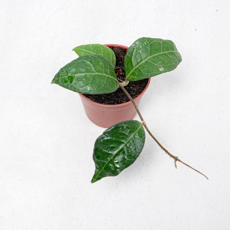 Hoya Verticilata Lampung