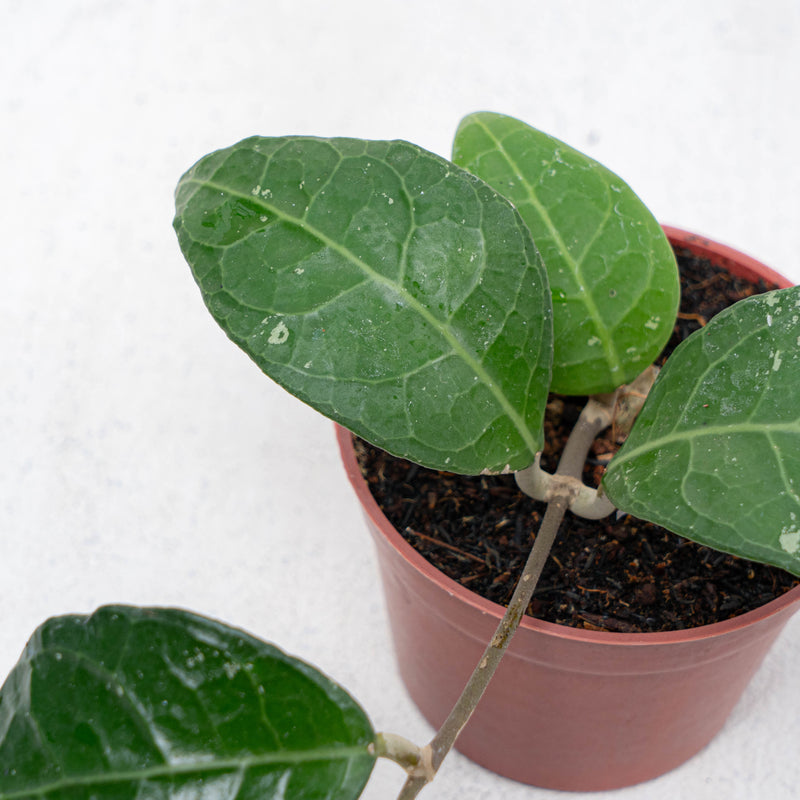 Hoya Verticilata Lampung