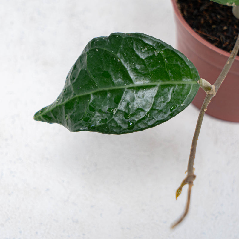 Hoya Verticilata Lampung