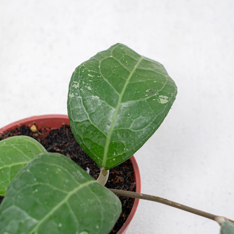 Hoya Verticilata Lampung