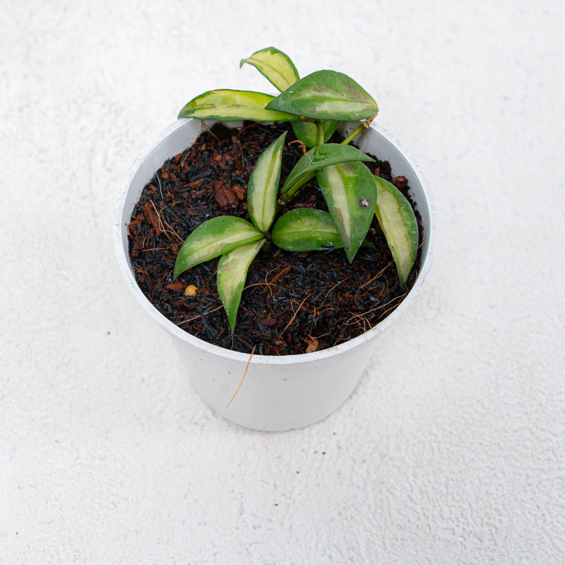 Hoya Lacunosa Inner Variegated Redleaf