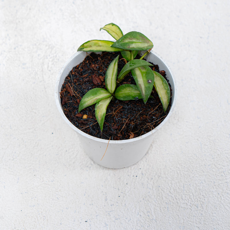 Hoya Lacunosa Inner Variegated Redleaf