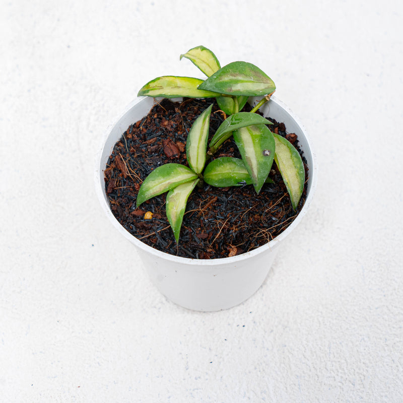Hoya Lacunosa Inner Variegated Redleaf
