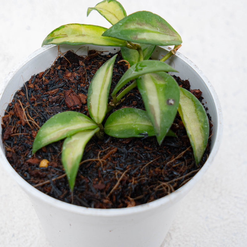 Hoya Lacunosa Inner Variegated Redleaf