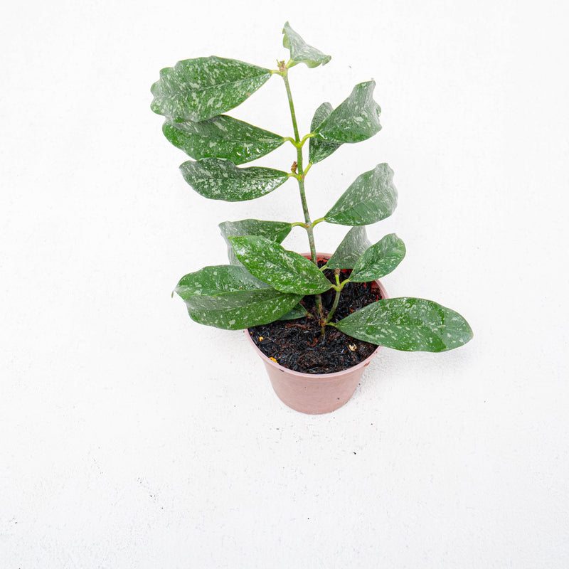 Hoya Campanulata Splash