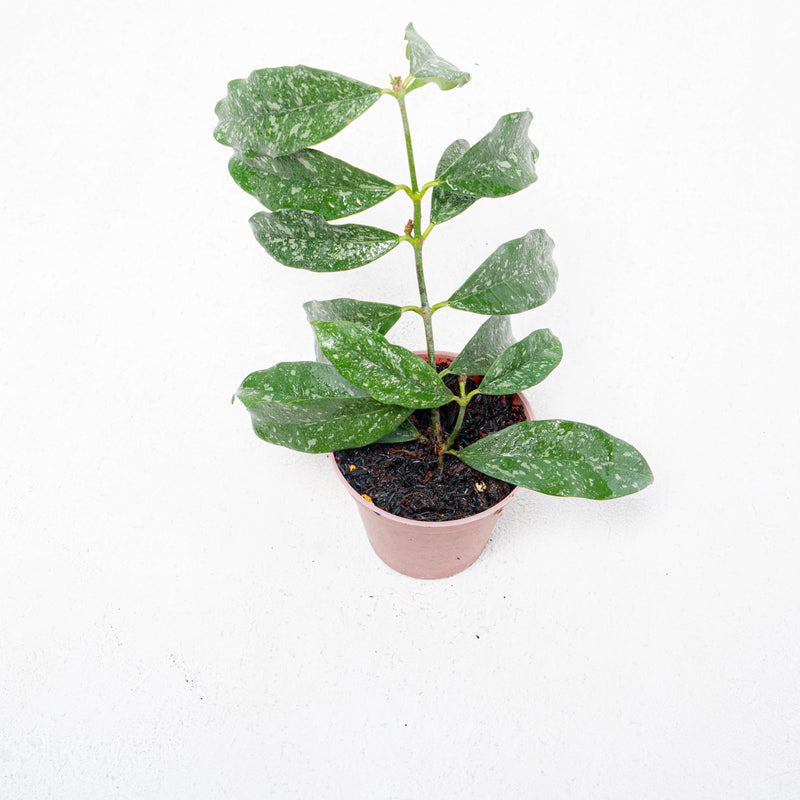 Hoya Campanulata Splash