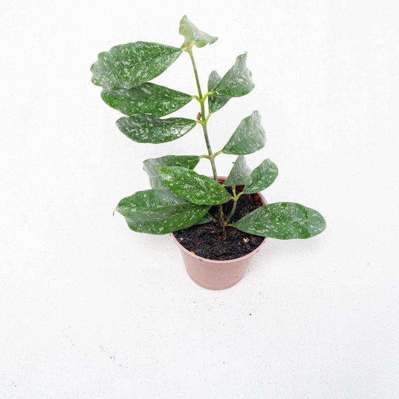 Hoya Campanulata Splash